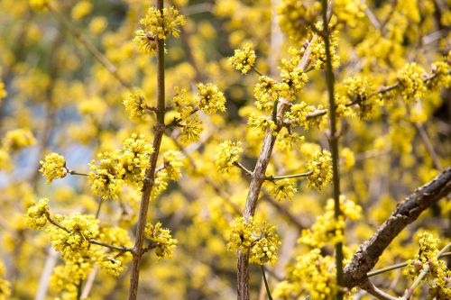 yellow flowers joy plant