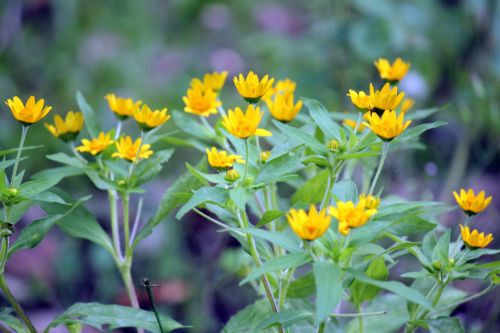 Yellow Flowers 2