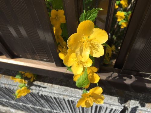 yellow flowers garden spring