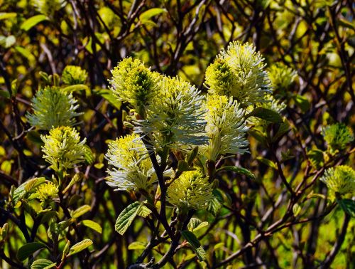 yellow flowers bush floral