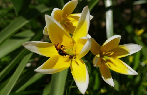 yellow flowers crocuses bee