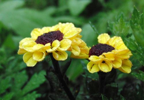 yellow flowers garden flowers summer flowers