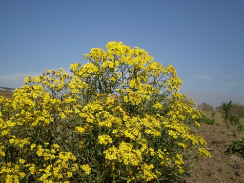 yellow flowers wild flowers field