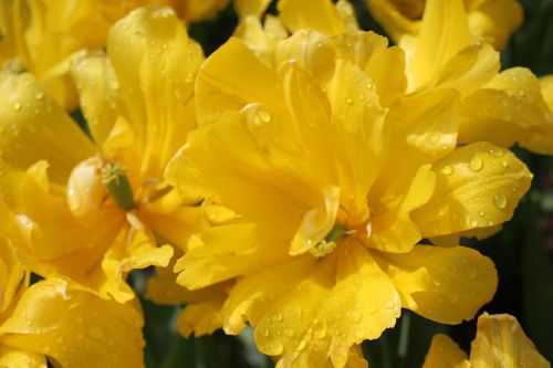 yellow flowers flowers garden