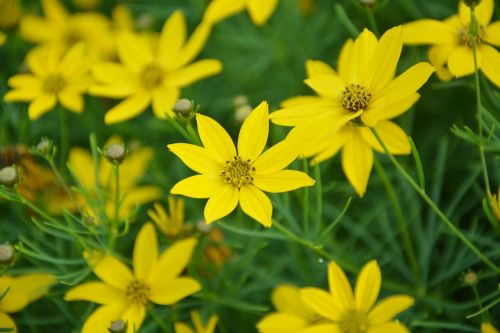 yellow flowers petals garden