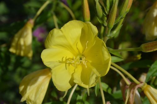 yellow flowers garden massif