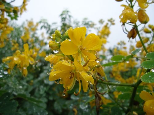 yellow flowers wet rain