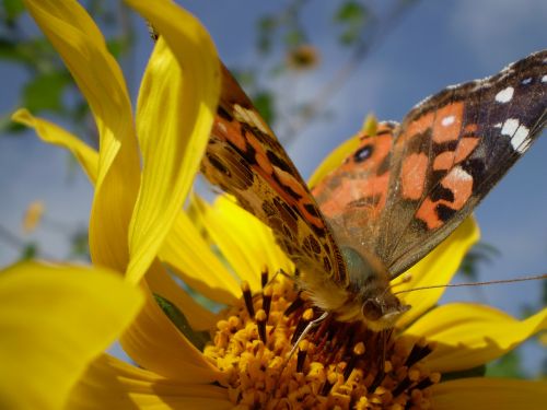 yellow flowers butterfly hostal