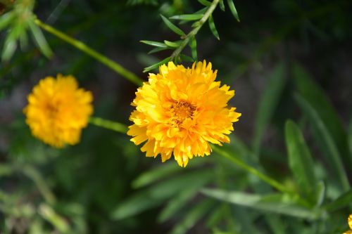 yellow flowers petals garden