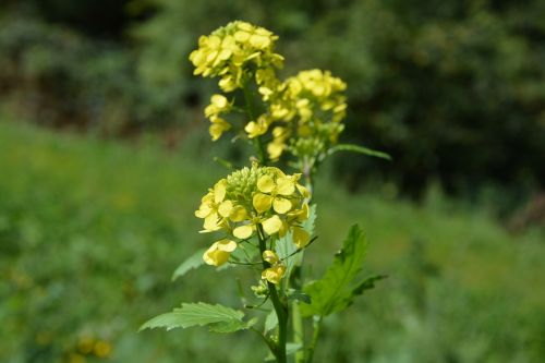 yellow flowers prairie field