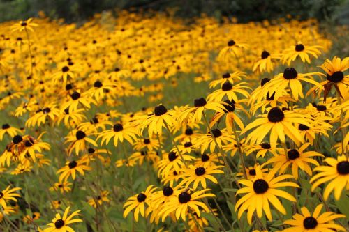 yellow flowers summer colorful