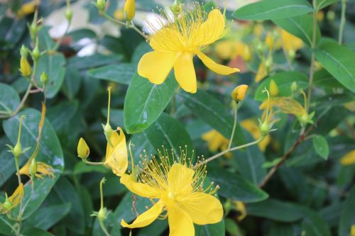 yellow flowers green leaves flowers