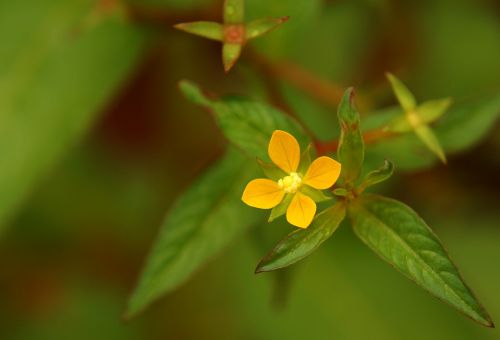 yellow flowers wildflowers flowers leaves