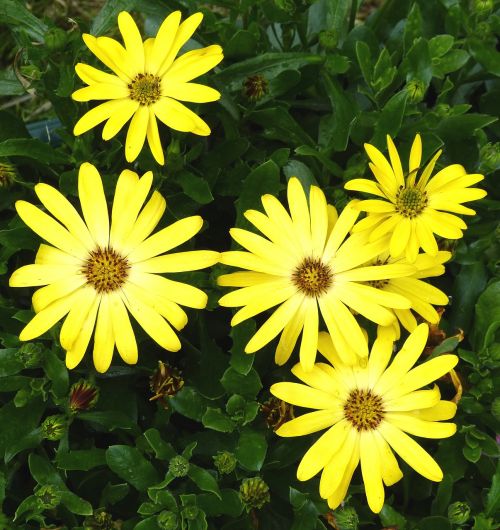 yellow flowers nature flower