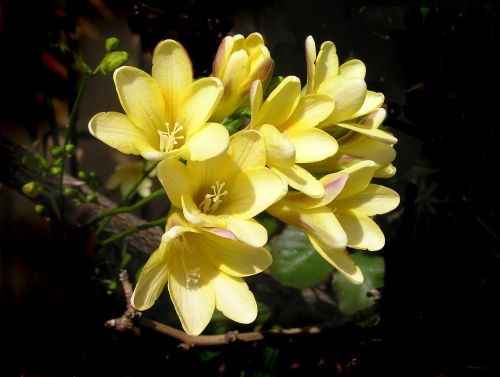 yellow flowers spring bulbs