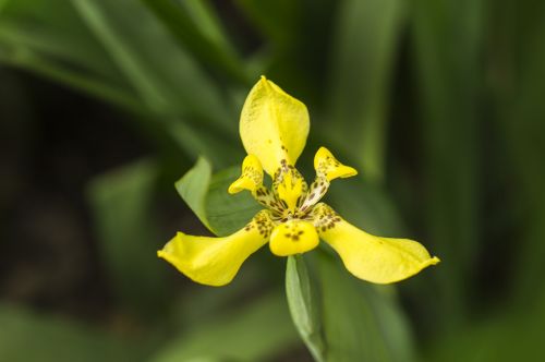 yellow flowers wildflowers natural