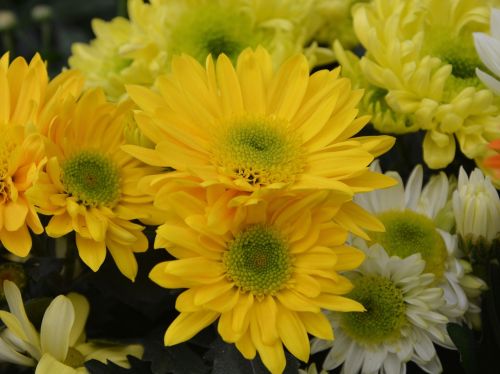 yellow flowers flower flowers