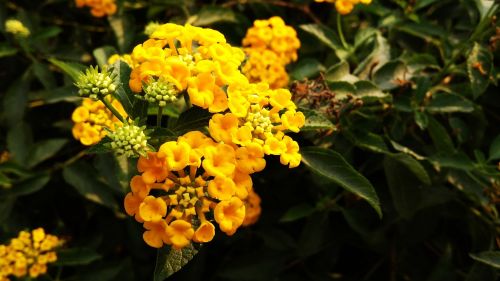 yellow flowers green dark green