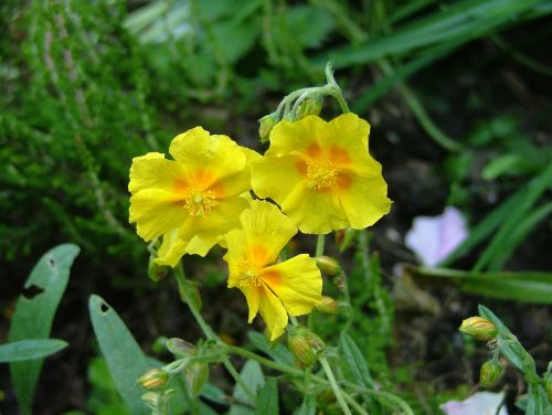 yellow flowers flower yellow flower