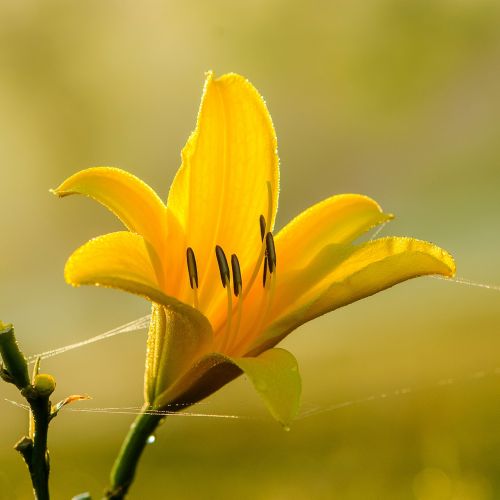 yellow flowers fresh the morning