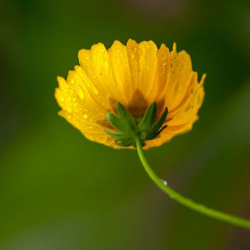 yellow flowers mist yellow daisies