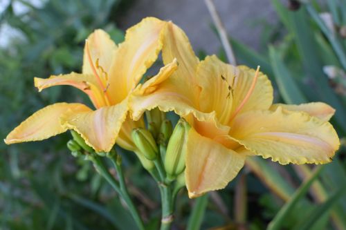 yellow flowers day lilly flora