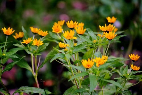 Yellow Flowers 3