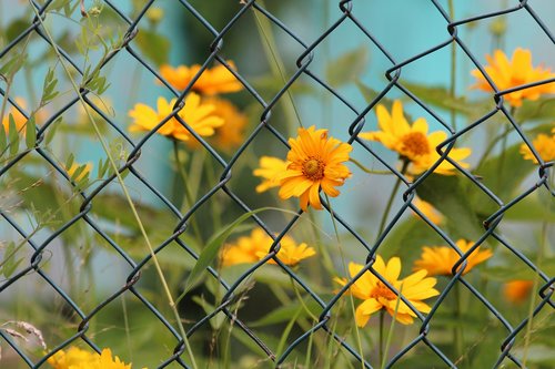 yellow flowers  nature  summer