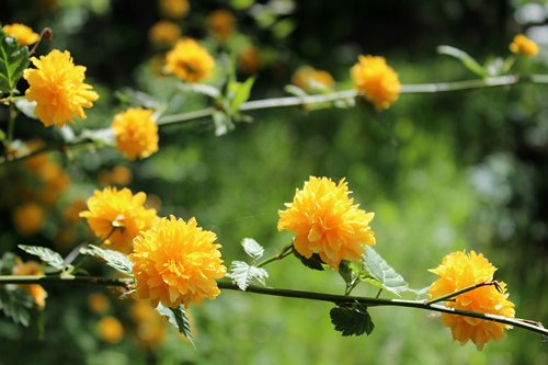 yellow flowers  garden