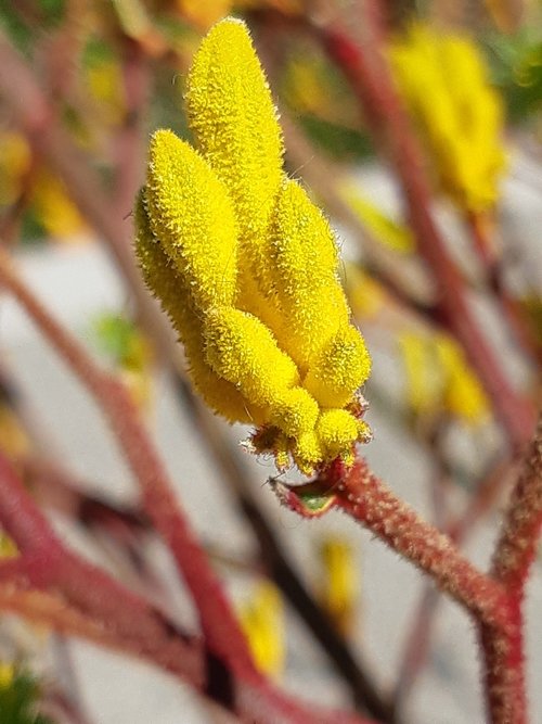 yellow flowers  kangaroo claw