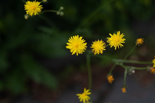 yellow flowers  bloom  spring