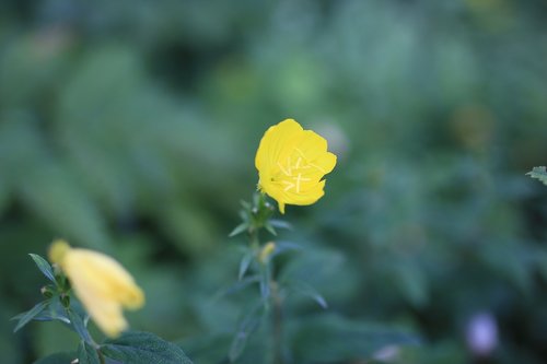 yellow flowers  flowers  nature