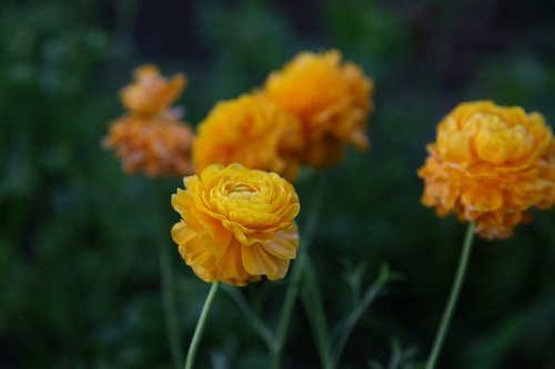 yellow flowers  garden  flowers