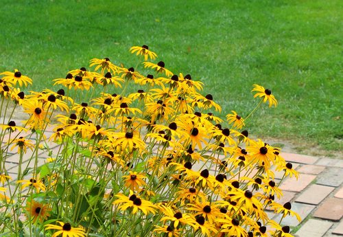 yellow flowers  echinacea yellow  echinacea