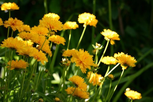 yellow flowers  garden  spring