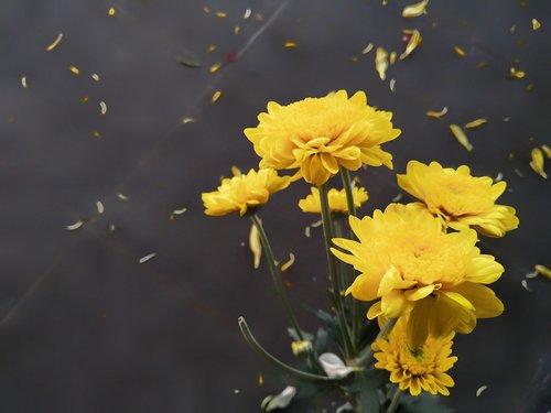 yellow flowers  flowers  black