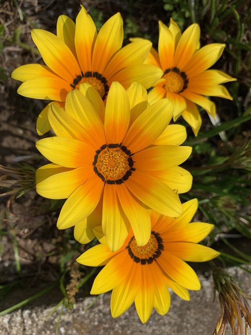 yellow flowers  roadside flowers  floret