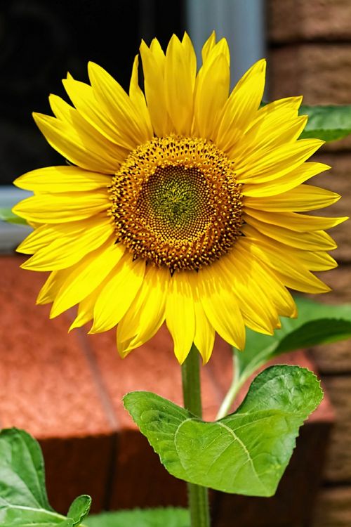 yellow flowers sunflower yellow