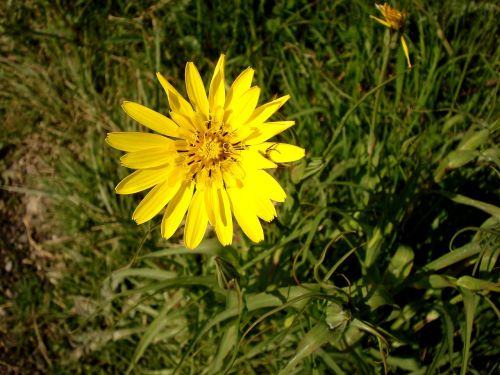 yellow flowers nature spring