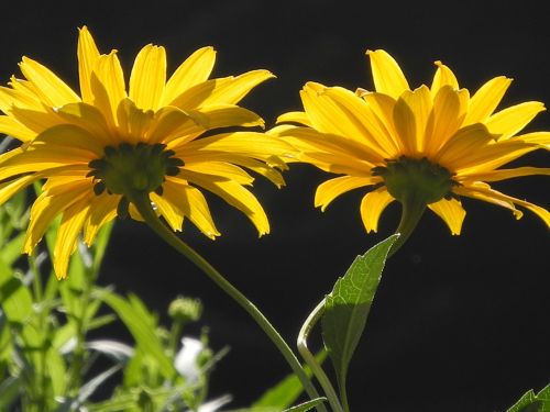 yellow flowers flowers close