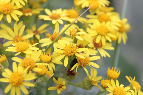 yellow flowers nature flowers