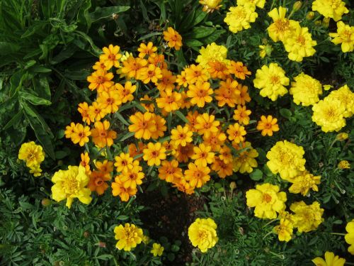 yellow flowers flowers blütenmeer