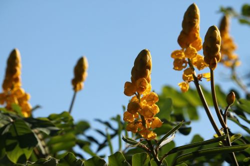 yellow flowers candle flower summer