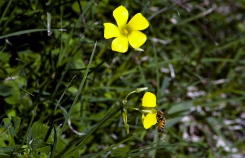 Yellow Flowers And A Bee