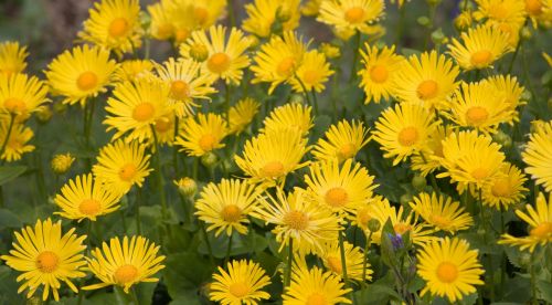 Yellow Flowers Background
