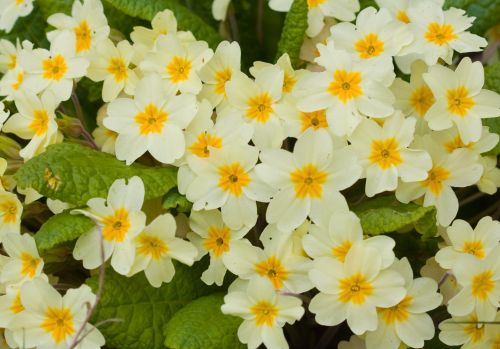 Yellow Flowers Background