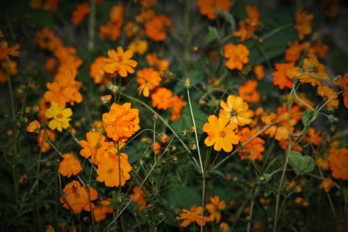 Yellow Flowers Background