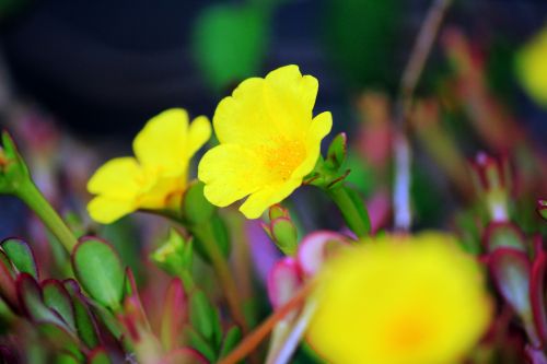 Yellow Flowers Background 3