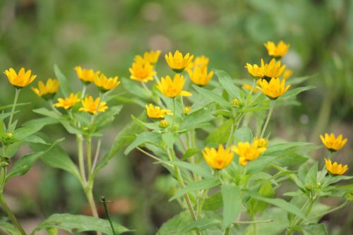 Yellow Flowers Background