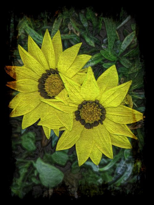 Yellow Flowers Grunge Frame